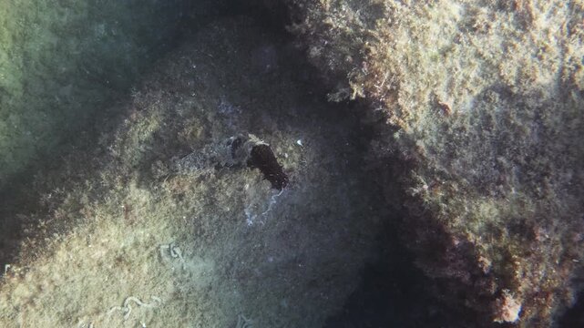 Underwater view of a sea cucumber on algae-covered rocks, with white threads emerging from it, in shallow Mediterranean water, French Riviera, France.