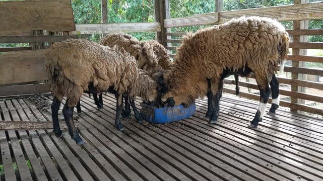 Group of brown sheep eating feed from a blue trough inside a wooden enclosure