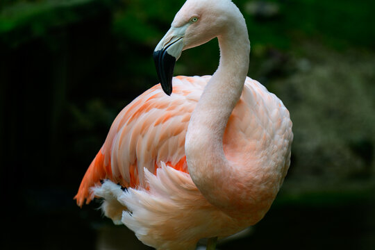 pink flamingo portrait