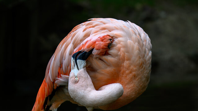 close up of a pink flamingo