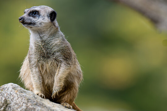 meerkat family playing in the expanse of Africa