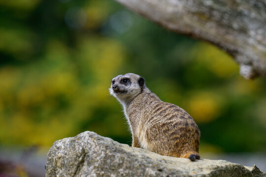 meerkat family playing in the expanse of Africa