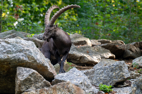 Ibex