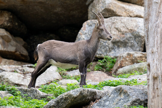Ibex