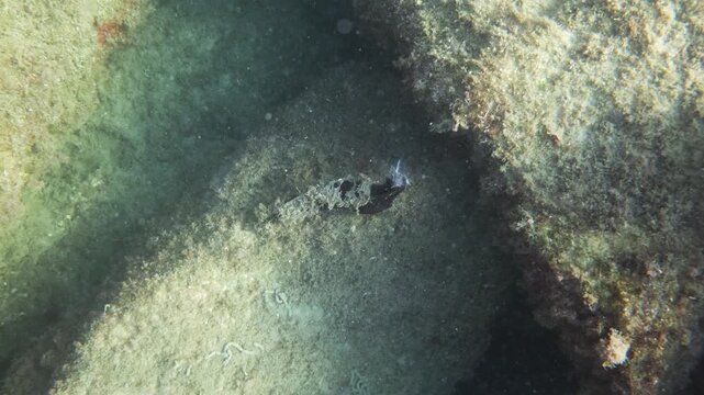 Underwater view of a sea cucumber resting on algae-covered rocks in shallow sunlit Mediterranean water, French Riviera, France.