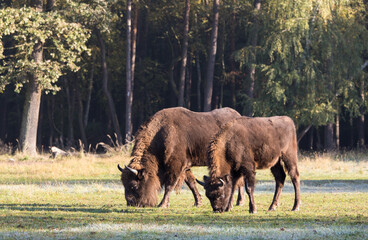 Stado żubrów na jesiennej łące starego lasu © kubikactive