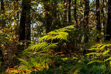 Sunlit fern fronds with delicate leaf pattern on a autumn forest ground, an image themed around natural green background. © Okan ÖZDEMİR