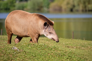 Tapir in a clearing © Janusz