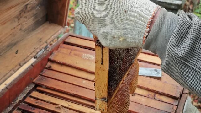Professional beekeeper using a brush on a frame with honeycomb and propolis, then showing a close up shot of a busy wooden hive filled with honeybees in autumn apiary.