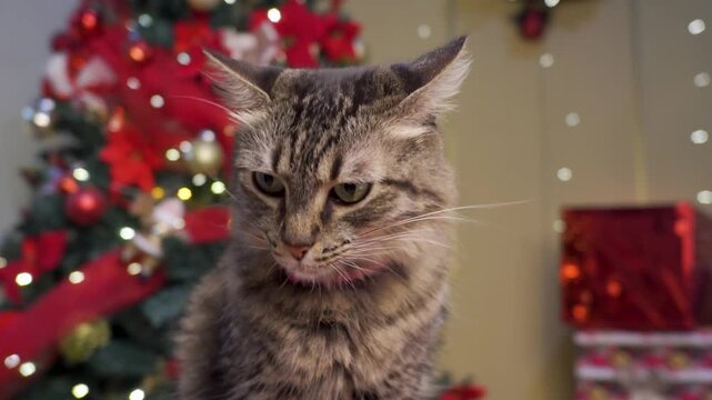Female hand feeding a tabby cat in a festive Christmas setting