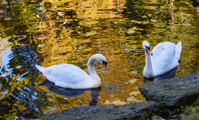 Two white swans swimming beside a rocky pond edge amid golden autumn reflections, creating a peaceful wildlife scene with warm fall colors and shimmering water © Yevhenii Khil