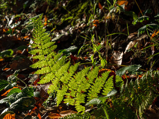 Sunlit fern fronds with delicate leaf pattern on a autumn forest ground, an image themed around natural green background. © Okan ÖZDEMİR