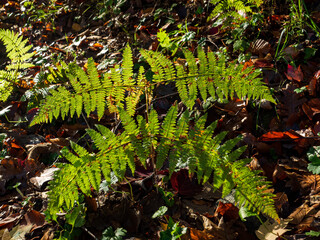 Sunlit fern fronds with delicate leaf pattern on a autumn forest ground, an image themed around natural green background. © Okan ÖZDEMİR