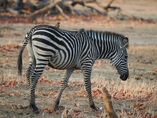 Zebra in Mana Pools © Jennifer de Montfort