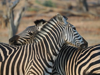 Zebra in Mana Pools © Jennifer de Montfort