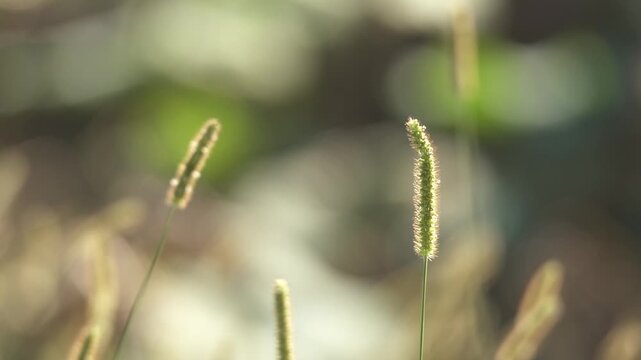 Cinematic close-up of backlit foxtail grass spikes at Shanghai Pujiang Park (4K25p)
