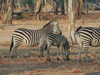 Zebra in Mana Pools © Jennifer de Montfort
