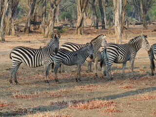 Zebra in Mana Pools © Jennifer de Montfort