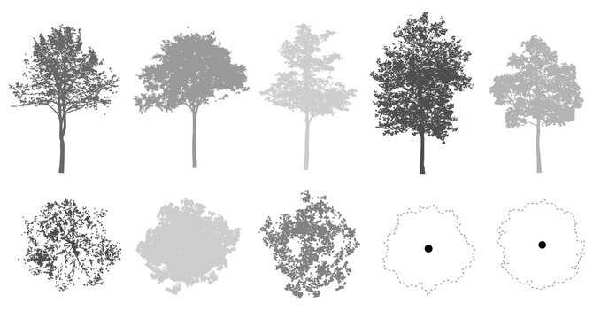 Tree silhouettes with different opacity levels in elevation and plan view for use in architectural drawings - isolated on transparent background