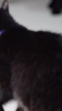 Longhaired Black and White Cat Staring at the Camera Before Fleeing in Fear