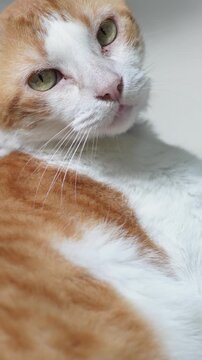 Close-Up Portrait of an Orange and White Cat Looking at the Camera