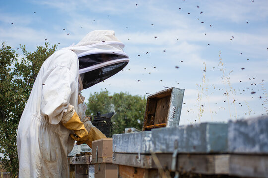 Beekeeper working with beehive, bees flying around
