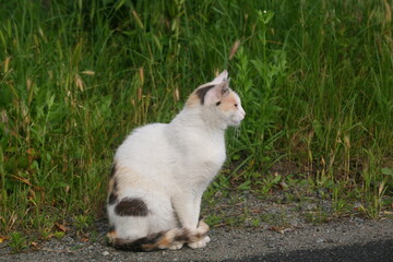 Calico cat sitting in grass outdoors © Oleksandr