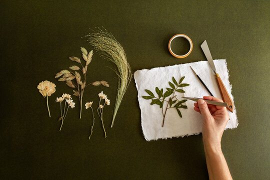 Une main vue de dessus pla&ccedil;ant une branche de feuilles s&eacute;ch&eacute;es et press&eacute;es avec une pince sur du papier artisanal d'un herbier, fond vert fonc&eacute;