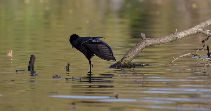 Lone Eurasian coot stretching its wings while standing on a fallen tree branch and then preening its feathers on an autumn pond