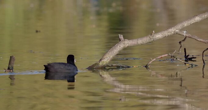 Eurasian coot swimming up to fallen log and preening its feathers on autumn pond