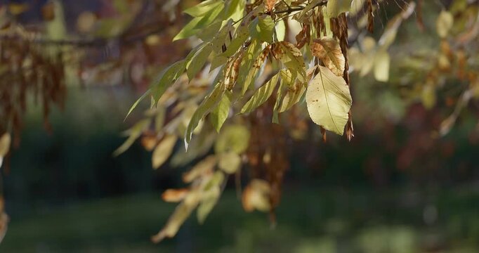 Sunlight glints reflecting on golden ash tree foliage over pond in autumn park