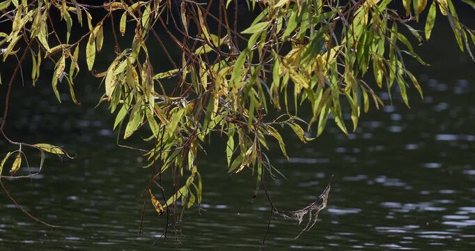 Weeping willow leaves swaying in the wind over a pond with sun glints in autumn