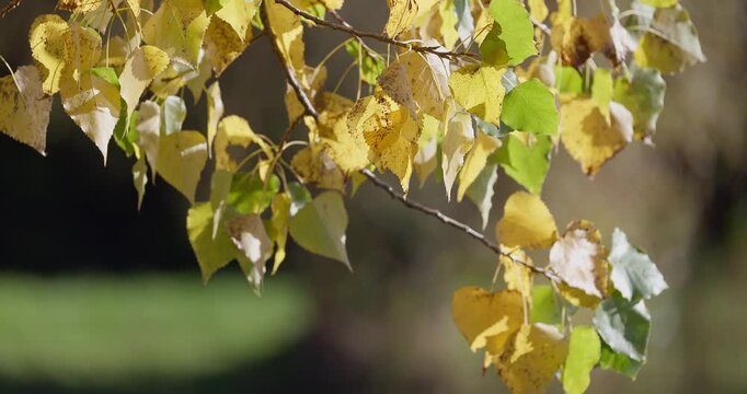 Golden autumn leaves on tree branch swaying over sunny pond water
