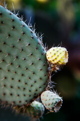 cactus close up © Eduardo