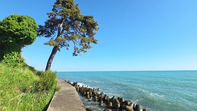 Scenic seaside promenade featuring a leaning pine tree over the beautiful turquoise ocean with waves breaking on concrete tetrapods under a clear blue sunny sky