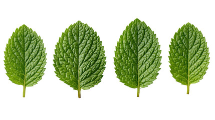 Four fresh green mint leaves with serrated edges and detailed leaf veins © Otso