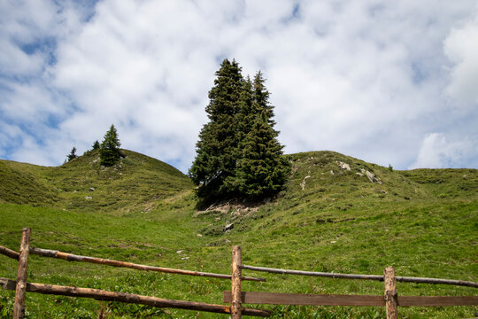 Pine trees and rustic wooden fence on a green alpine meadow along the hiking trail to Hamberg mountain in Zillertal, Tyrol, Austria. Scenic rural landscape in the Tyrolean Alps.