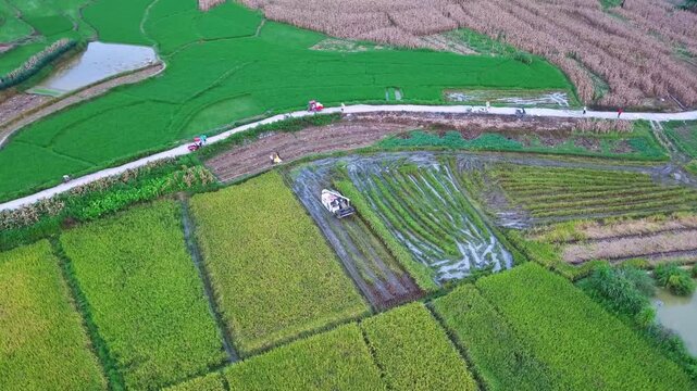 Rural documentary: Time-lapse close-up of a combine harvester turning and maneuvering through a green rice paddy, emphasizing the rapid pace of modern farming.