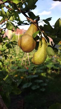 Pyrus communis Concorde on a tree_Common Pear 