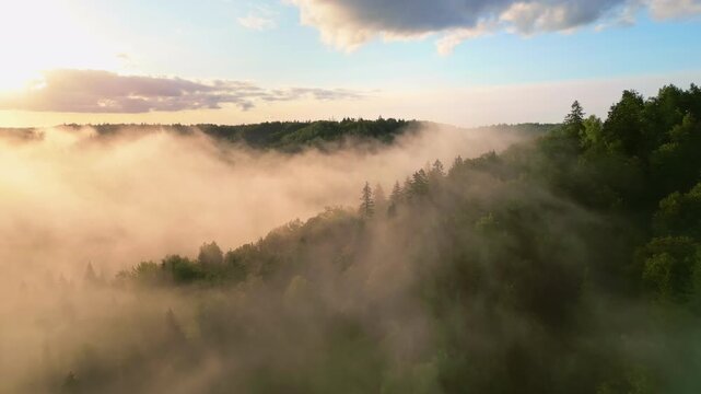 Fast forward aerial movement flying low over dense green pine forest canopy shrouded in golden morning fog at sunrise.