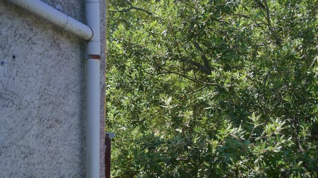 House wall drainpipe green tree foliage in a backyard garden. White plastic downspout gutter pipe attached to a building concrete texture exterior on a sunny day, static tripod shot.