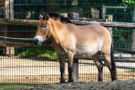 Przewalski's horse or Mongolian wild horse, Equus ferus przewalskii grazing on a field in Munich, Bavaria, Germany