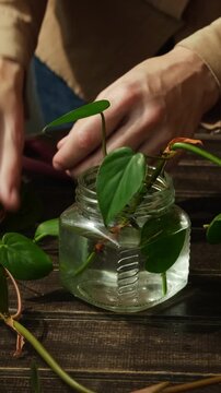 Vertical video. Woman cuts a vine of scindapsus or epipremnum into cuttings and puts them in water. Home gardening.