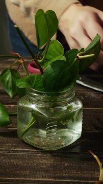 Vertical video. Woman puts cuttings of epipremnum pothos plant in water to grow roots