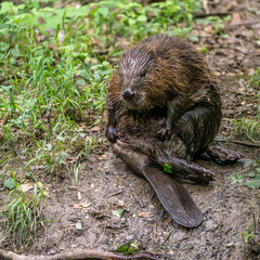 Adult Eurasian beaver, Castor fiber at a river in Munich, Bavaria in Germany © rudiernst