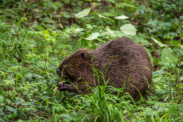 Adult Eurasian beaver, Castor fiber at a river in Munich, Bavaria in Germany © rudiernst