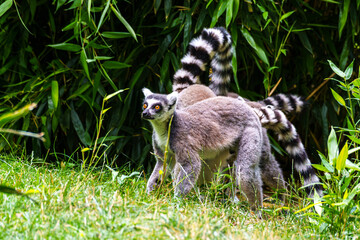 The ring-tailed lemur,Lemur catta with white ringed tail is the most known lemur © rudiernst