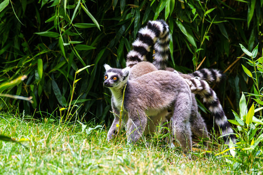 The ring-tailed lemur,Lemur catta with white ringed tail is the most known lemur