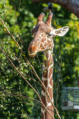 The giraffe, Giraffa camelopardalis is an African mammal © rudiernst