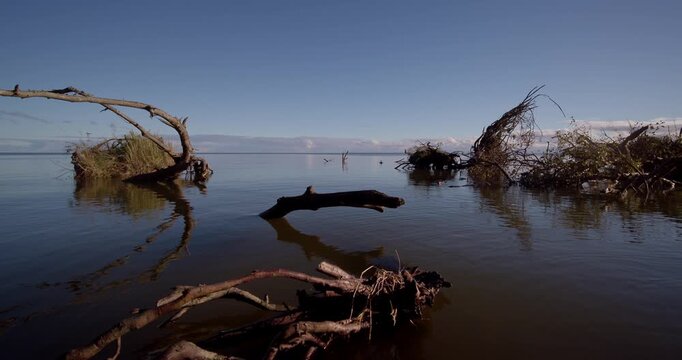 Panoramic shot of fallen tree roots on the shore of the Curonian Lagoon in the evening during autumn